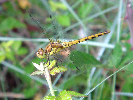 Common darter f (Sympetrum striolatum)  09-06-2010 08-17-31 a