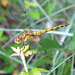 Common darter f (Sympetrum striolatum)  09-06-2010 08-17-31 a