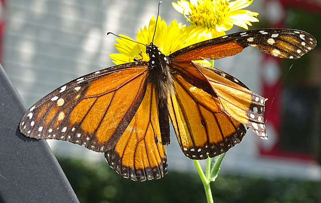 Monarch butterfly (Danaus plexippus)(m) 24-8-2015 ! The first this year here !