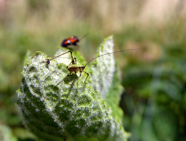 mini cricket