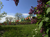 Suomenlinna buntings 2