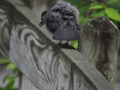 Catbirds