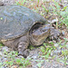 Snapping Turtle