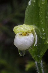 Sparrow's-egg Lady's Slipper