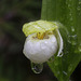 Sparrow's-egg Lady's Slipper