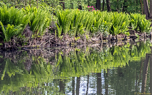 Vorspiegelung am Ufer