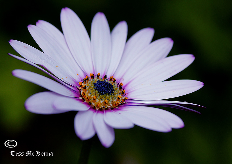 African Daisy  014 copy