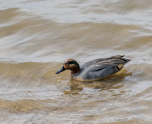 A tealcjpg