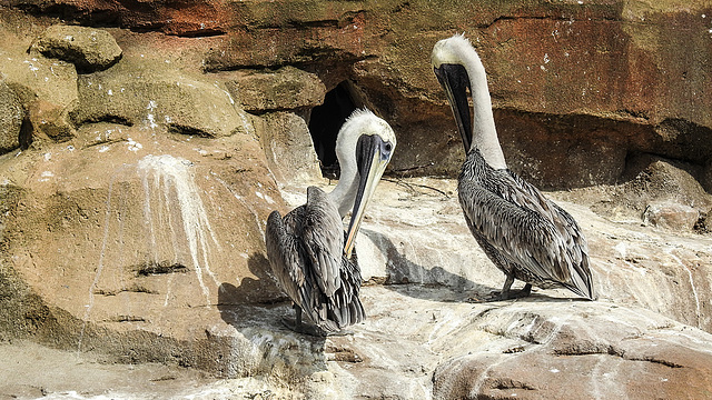 20190901 5629CPw [D~VR] Braunpelikan (Pelecanus occidentalis) [Amerikanischer Pelikan], Vogelpark Marlow