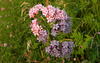 Valeriana Officinalis (Kamperfoeli familie)