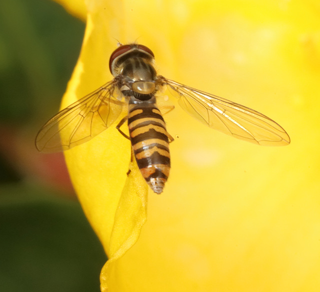 IMG 4179Hoverfly