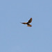 Kestrel