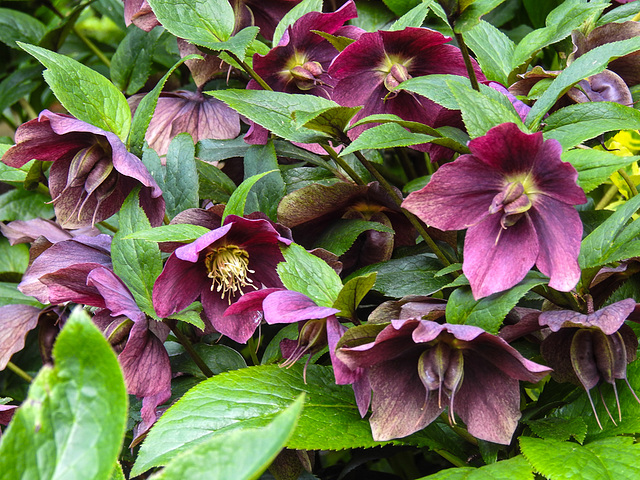 20210501 0147CPw [D~LIP] Christrose, Dauerblüher, Bad Salzuflen