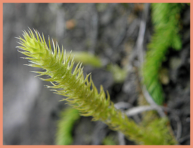 Grows low to  the ground  in the heath