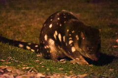 Spotted-tailed Quoll - Loongana