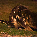 Spotted-tailed Quoll - Loongana