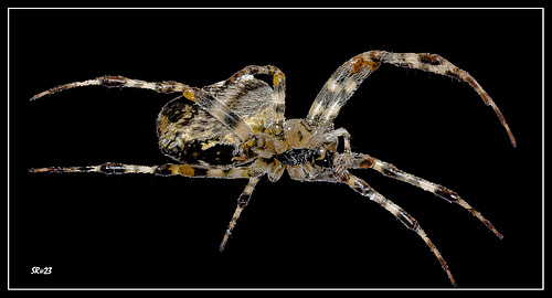 Orb Weaver.