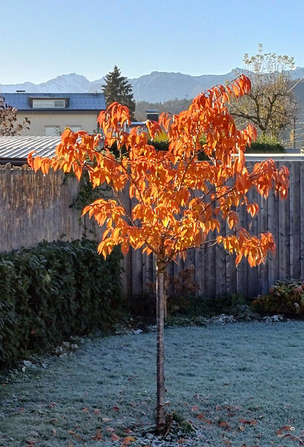 in der Novembersonne