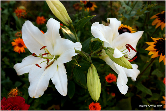 Two white lilies...