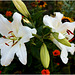 Two white lilies...