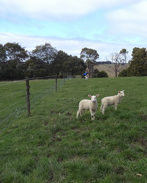 our elf lambs