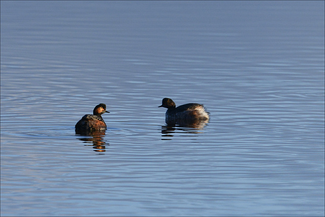 Podiceps nigricollis, Mergulhão-de-pescoço-preto