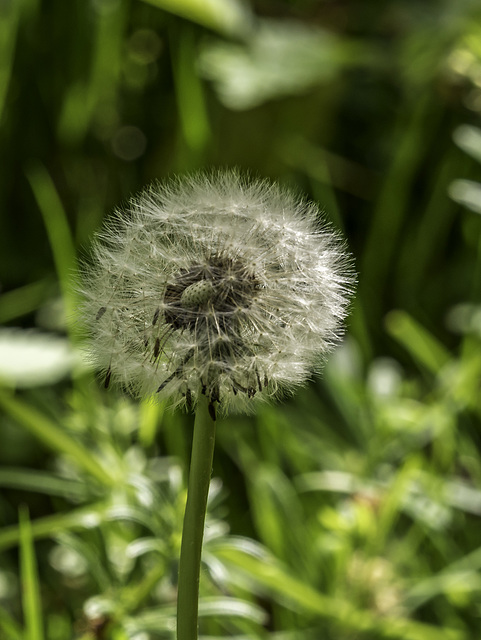 Dandelion seed head