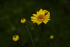 Wucherblumennektarverkostung