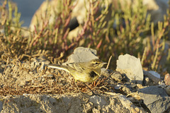 Motacilla flava, Alvéola-amarela  DSC9685