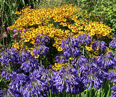 Helenium and agapanthus