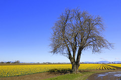 Daffodils