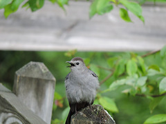 Catbirds