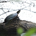 Eastern Painted Turtle