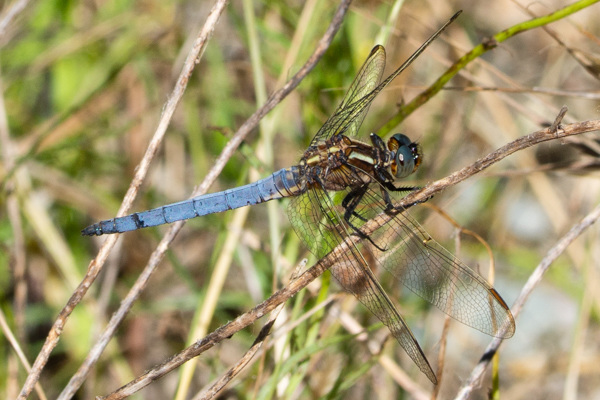 Keeled Skimmer-DSA 6983