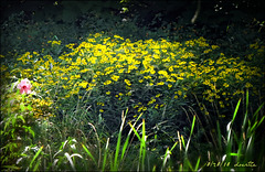 Sneezeweed (Helenium)