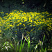 Sneezeweed (Helenium)