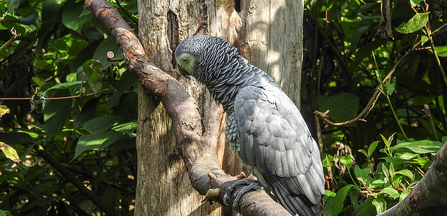 20190901 5630CPw [D~VR] Graupapagei, Vogelpark Marlow