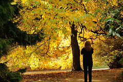 Autumn at Sheffield Park ~ Sussex