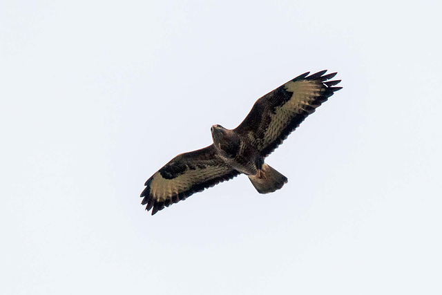 Buzzard