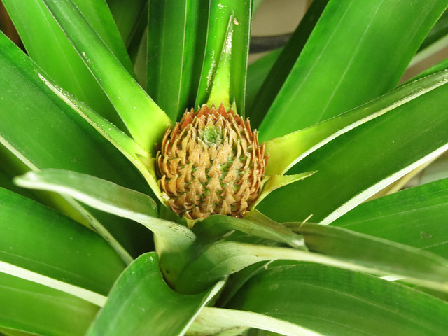 The first pineapple flower bud of the year