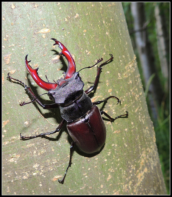 Lucanus (Flying deer)