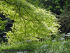 Sunlit tree Stanmer Park 26 7 2016