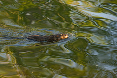 muskrat in Wascana Creek