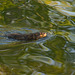 muskrat in Wascana Creek