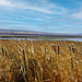 Benson Pond Marsh