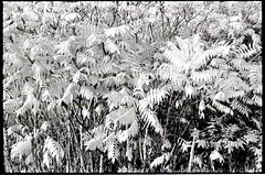 Color in Monochrome