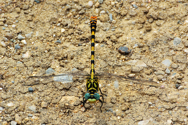 Small Pincertail m (Onychogomphus forcipatus) 3