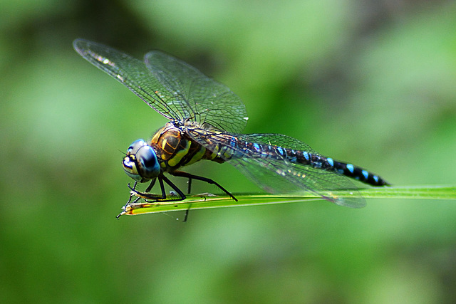 Migrant Hawker (Aeshna mixta) 7