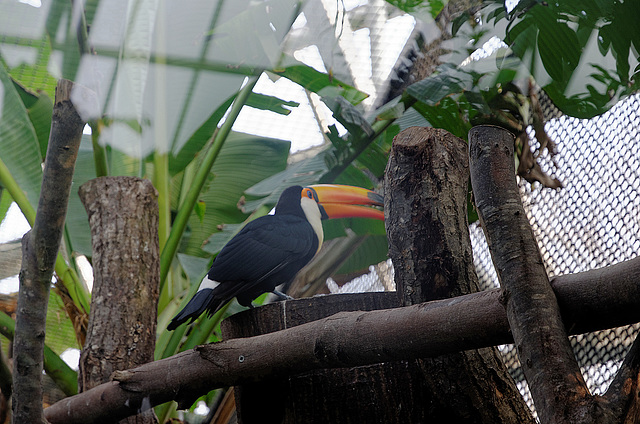 Toucan