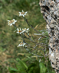 Edelweiss, Leontopodium alpinum - 2015-07-31-DSC3856